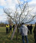 Cours de taille - Verger de la Schwamm